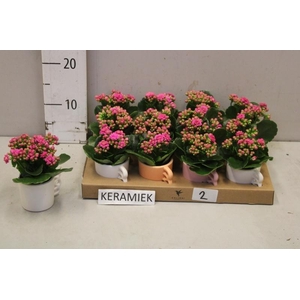 ARR KALANCHOE