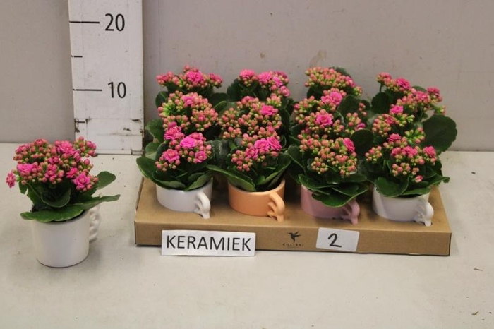 <h4>ARR KALANCHOE</h4>