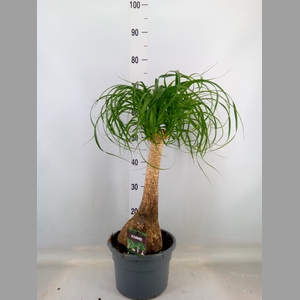 Beaucarnea recurvata