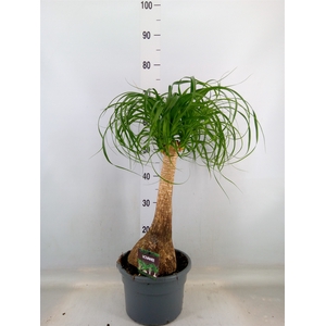 Beaucarnea recurvata