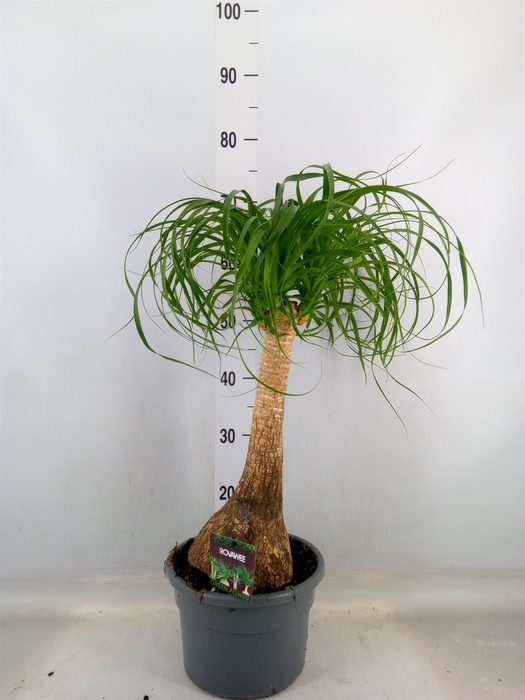 <h4>Beaucarnea recurvata</h4>
