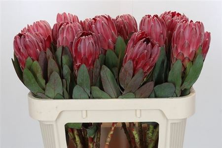 <h4>Protea Sharonet</h4>