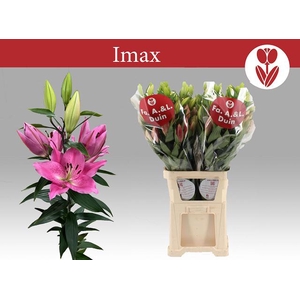 LI OR IMAX
