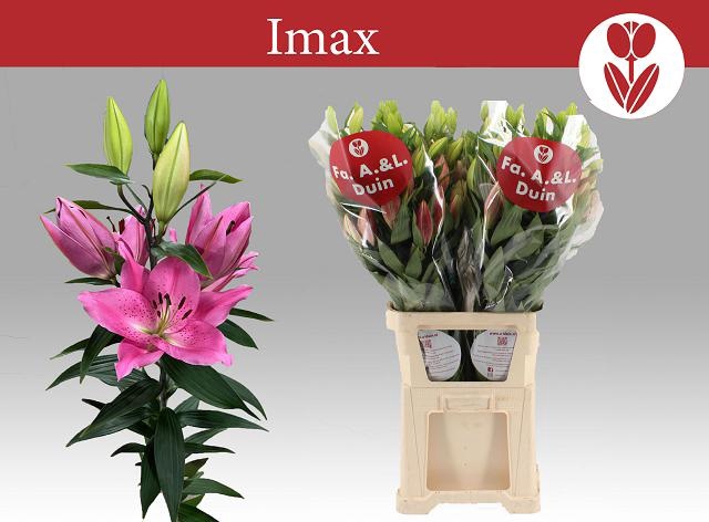 <h4>LI OR IMAX</h4>