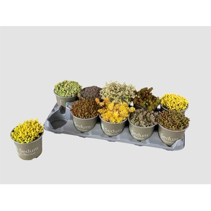 SEDUM GEM