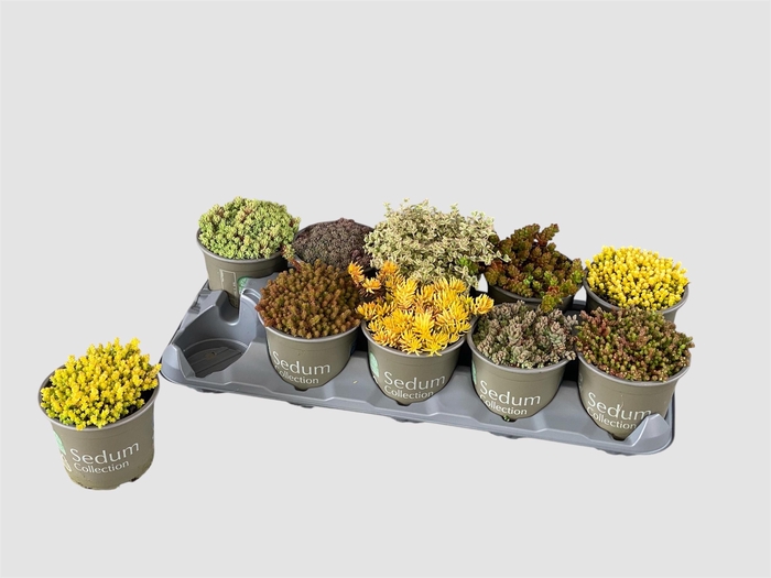 <h4>SEDUM GEM</h4>