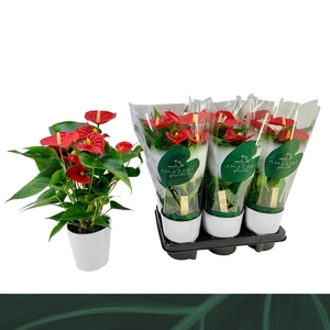 Anthurium Aristo 12cm wit keramiek