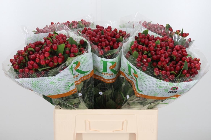 <h4>Hyp Mag Lightning</h4>