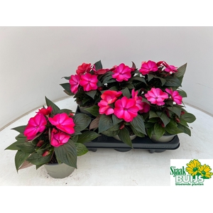 IMPAT CP PURPLE FLAM