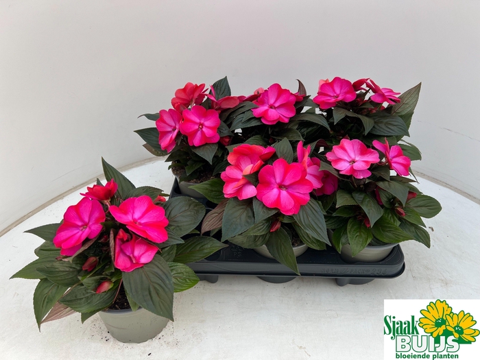 <h4>IMPAT CP PURPLE FLAM</h4>