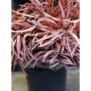 GESTABILISEERD EUC NICHOLLI ROOD