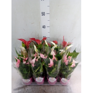 Anthurium   ...mix