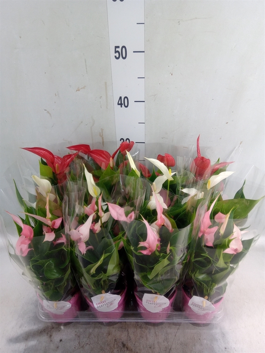 <h4>Anthurium   ...mix</h4>