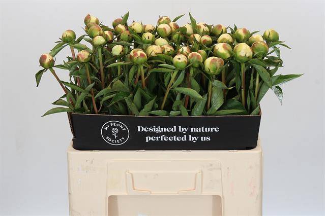<h4>Paeonia duchess de nemours</h4>