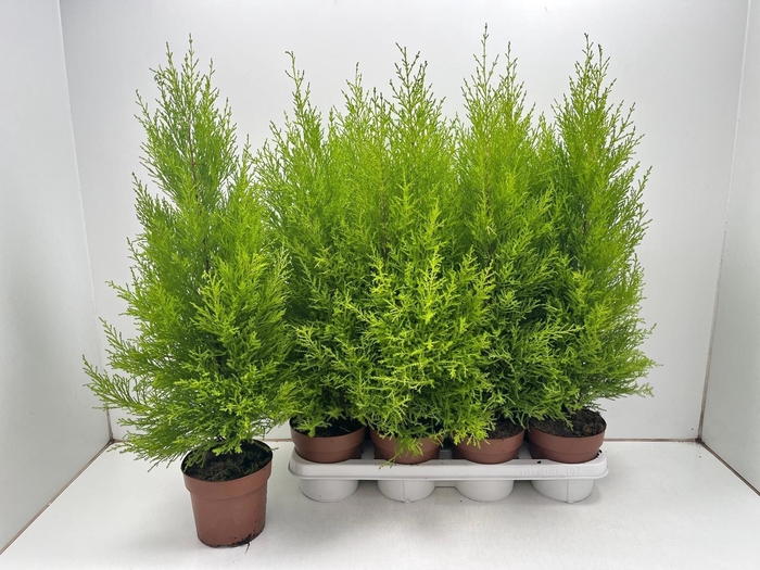 <h4>CUPR MA GOLDC WILMA</h4>