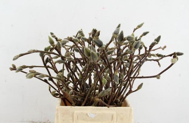 MAGNOLIA SUPERBA 045CM