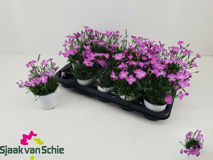 <h4>DIAN DIANTICA GEM</h4>