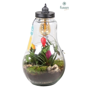 Glas Terrarium XXL helder met verlichting met Bromelia