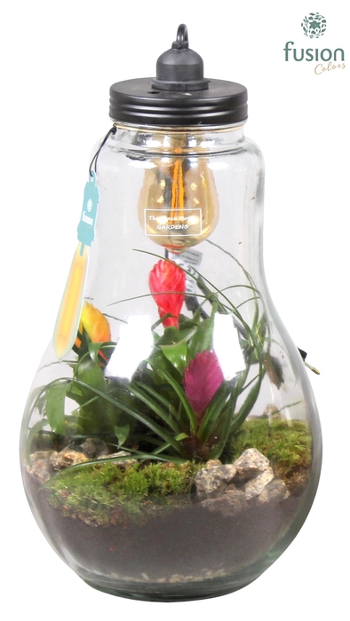 <h4>Glas Terrarium XXL helder met verlichting met Bromelia</h4>
