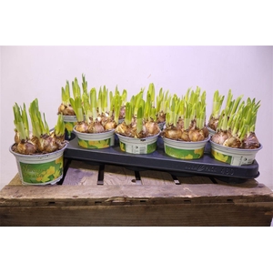 arr8 Narc O Tete A Tete