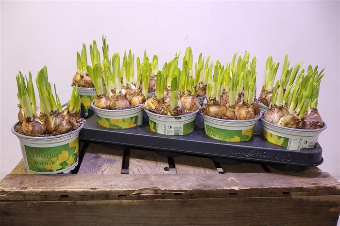 <h4>arr8 Narc O Tete A Tete</h4>