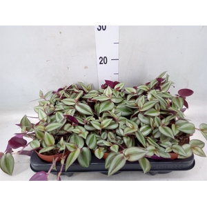 Tradescantia zebr. 'Violet Hill'