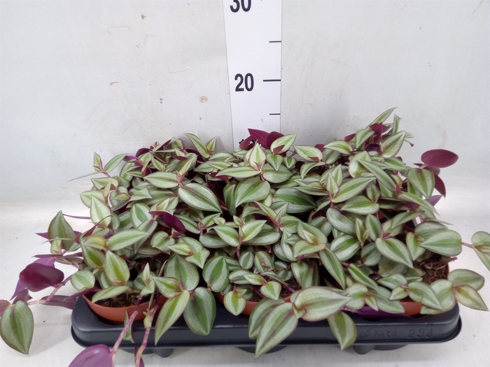 <h4>Tradescantia zebr. 'Violet Hill'</h4>