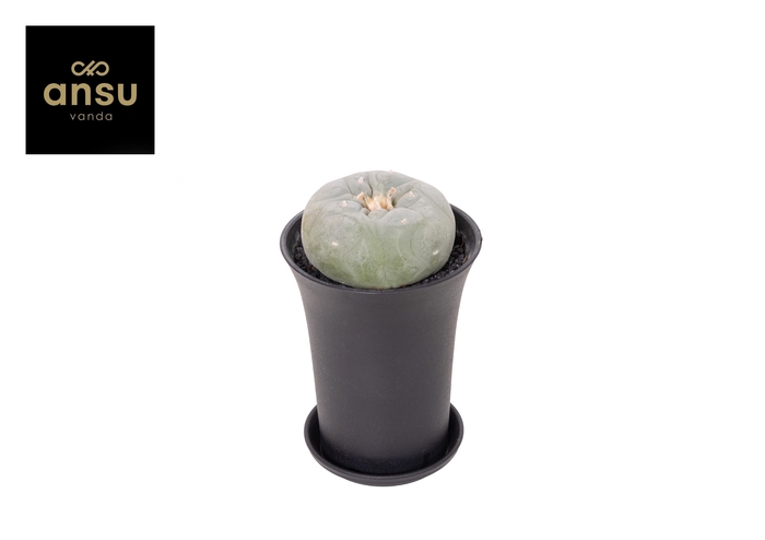 <h4>Cactus Lophophora Fricci XL</h4>