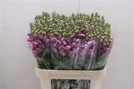 <h4>Antir Poto Lavend</h4>