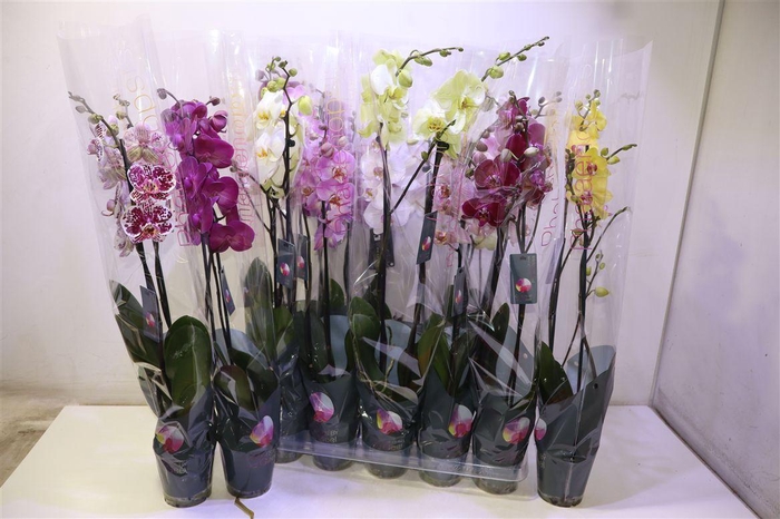 <h4>arr8 Phal Gem 7 Kl</h4>