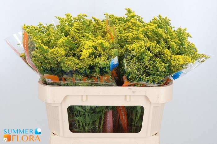 <h4>SOLI GOLDEN GLORY</h4>