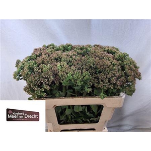 Sedum Sp Carl 55cm