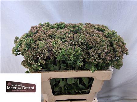 <h4>Sedum Sp Carl</h4>