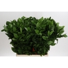 Ruscus Hypophyllum