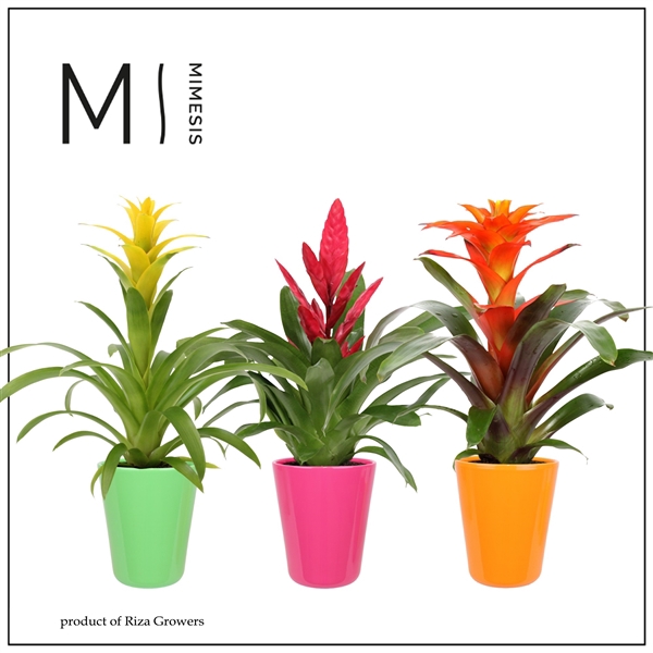 <h4>Bromelia variés</h4>