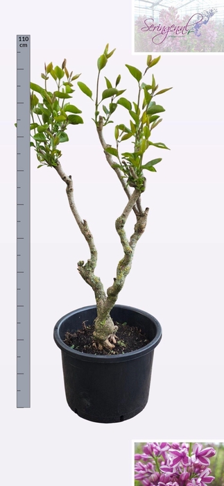 <h4>SYRI V SENSATION</h4>