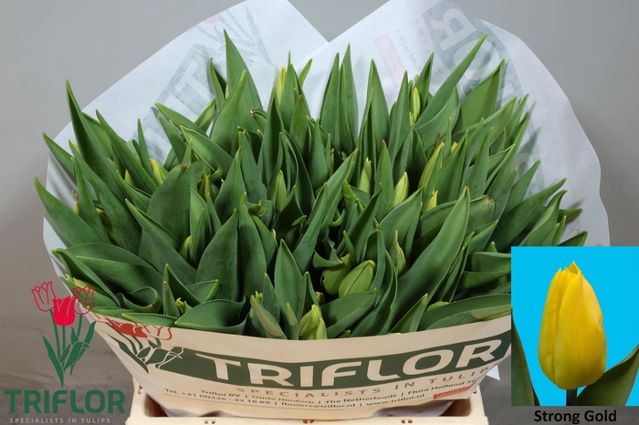 <h4>TU EN STRONG GOLD</h4>