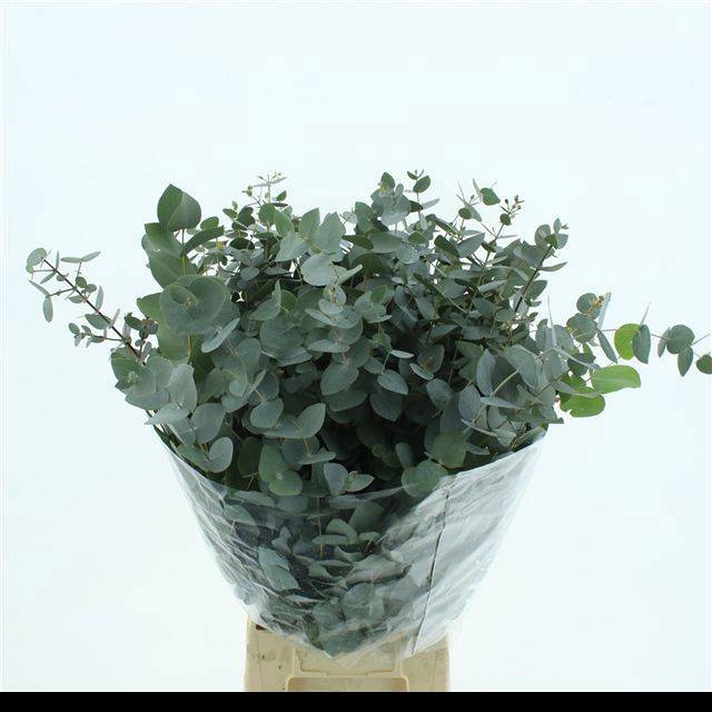 <h4>EUC CINEREA PER BOS</h4>