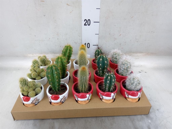 <h4>Cactus   ...</h4>