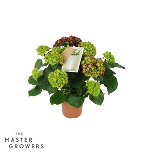 Hydrangea Macrophylla paars Hi Fire Lila 7/8 flowers