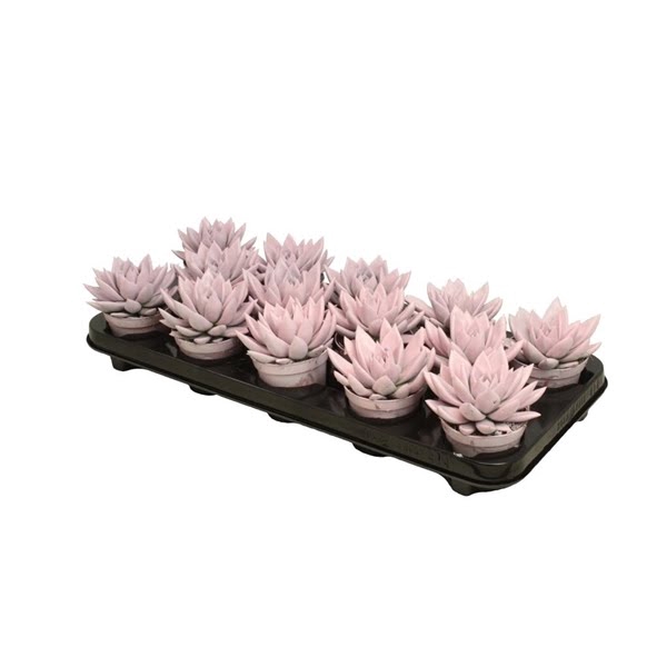 <h4>Echeveria coloured pastel pink</h4>