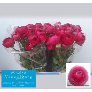RAN AAZUR DEEP ROSE