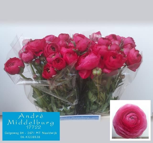 <h4>RAN AAZUR DEEP ROSE</h4>