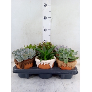 Succulents   ...