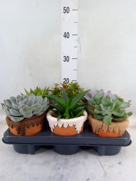 <h4>Succulents   ...</h4>