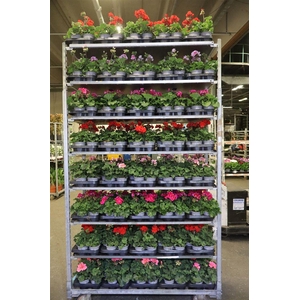 Pel Zon Mixk 1 Kleur Per Tray