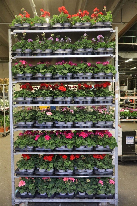 <h4>Pel Zon Mixk 1 Kleur Per Tray</h4>