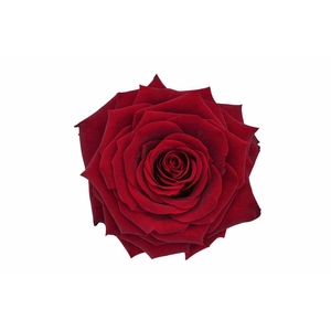 Ro Pres Xl Red