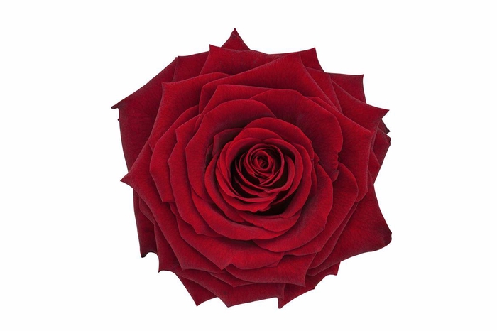 <h4>Ro Pres Xl Red</h4>