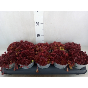 Sempervivum   ...